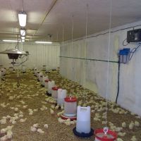 Csirkenevelő farm